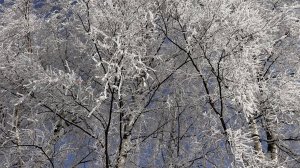 «Белая береза» слова и музыка З. Роот