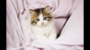 Лиза милашка милые котики