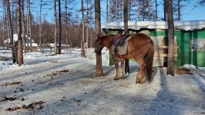 Прощеное воскресенье. Дача