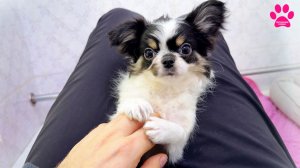 Сколько стоит хороший щенок чихуахуа? Самый лучезарный щенок чихуахуа родился в нашем питомнике!!