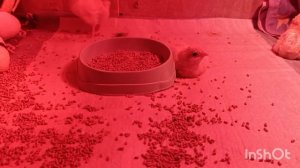 22-02-2026. Первая инкубация 🥚 ужасная!🤨