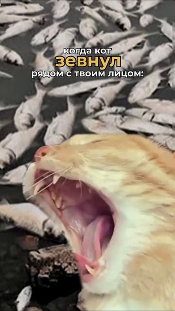 Кот зевнул 🤢