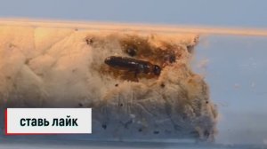 Не советую это смотреть. Просто ползают какие то букашки. Противная озвучка. ТЕРМИТы. Пересадка