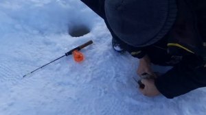 Поимки и сход форели