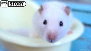 Хомяк в замедленной съемке ★ Расслабляющее видео с хомяком ★ Хомяк Хомура