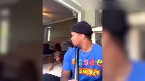 шалости животных