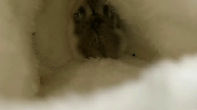 хомячки 🐹🐹🐹🐹🐹🐹🐹🐹🐹🐹