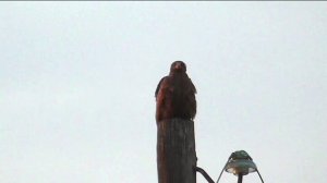 Мой друг коршун