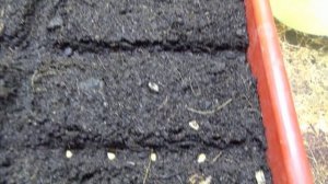 ПОСЕВЫ 2026-26. Как приготовить рабочий раствор Превикура.