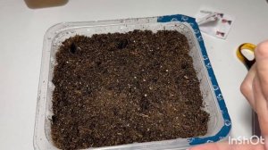 Посадка томатов на окне.