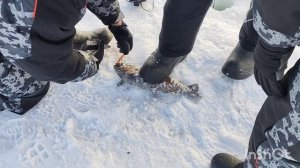 22.02.26. Активные поимки на VIP зоне