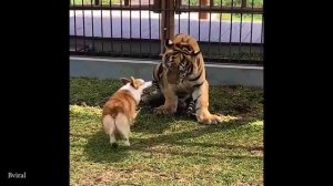 Забавные животные, несмотря ни на что! 🤣 Самое смешное видео о животных в мире