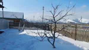 Почки привитые в конце августа вскрыл и пометил