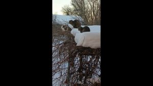 Кошки ждут весну