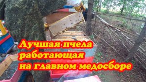 РАБОТА ПЧЁЛ БАКФАСТА В ГЛАВНЫЙ МЕДОСБОР (видео прошлых лет не вошедших в эфир)