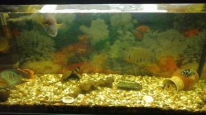 Аквариумные рыбки