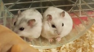 снежок и шустрик