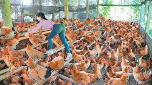 Купила куриц на птицеферме для перепродажи на сельском рынке. Фуонг. Вьетнам