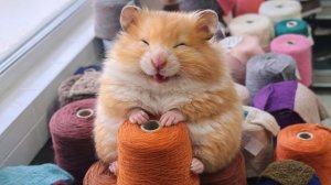 Обновление 23 февраля. Подарим мужчинам наше настроение от новинок.