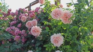 Обзор розы Польки и розы Лавинии!