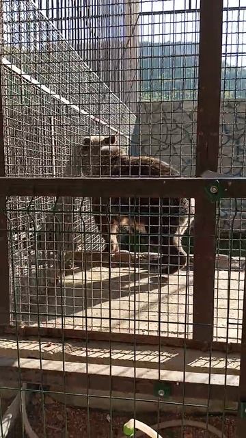 танцующий мишка. Легенда моего канала ютуб.2023