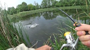 ТРОФЕЙНАЯ РЫБА ПОЙМАНА