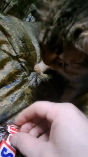 СВО