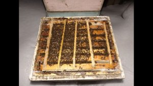 февраль, методика зимовки пчел на воле без зимних подкормок ( видео из архива )