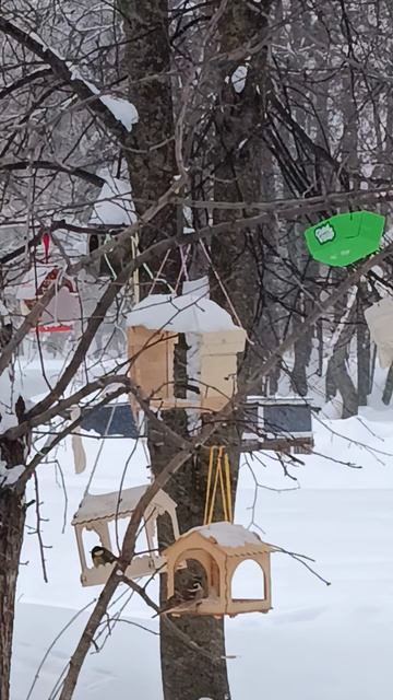 Синица клюёт сало на верёвке! Лакомство для птиц зимой 🐦🥓 Снегири и голуби рядом
