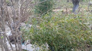 Садовые будни в конце февраля. Пересаживаем бамбук.