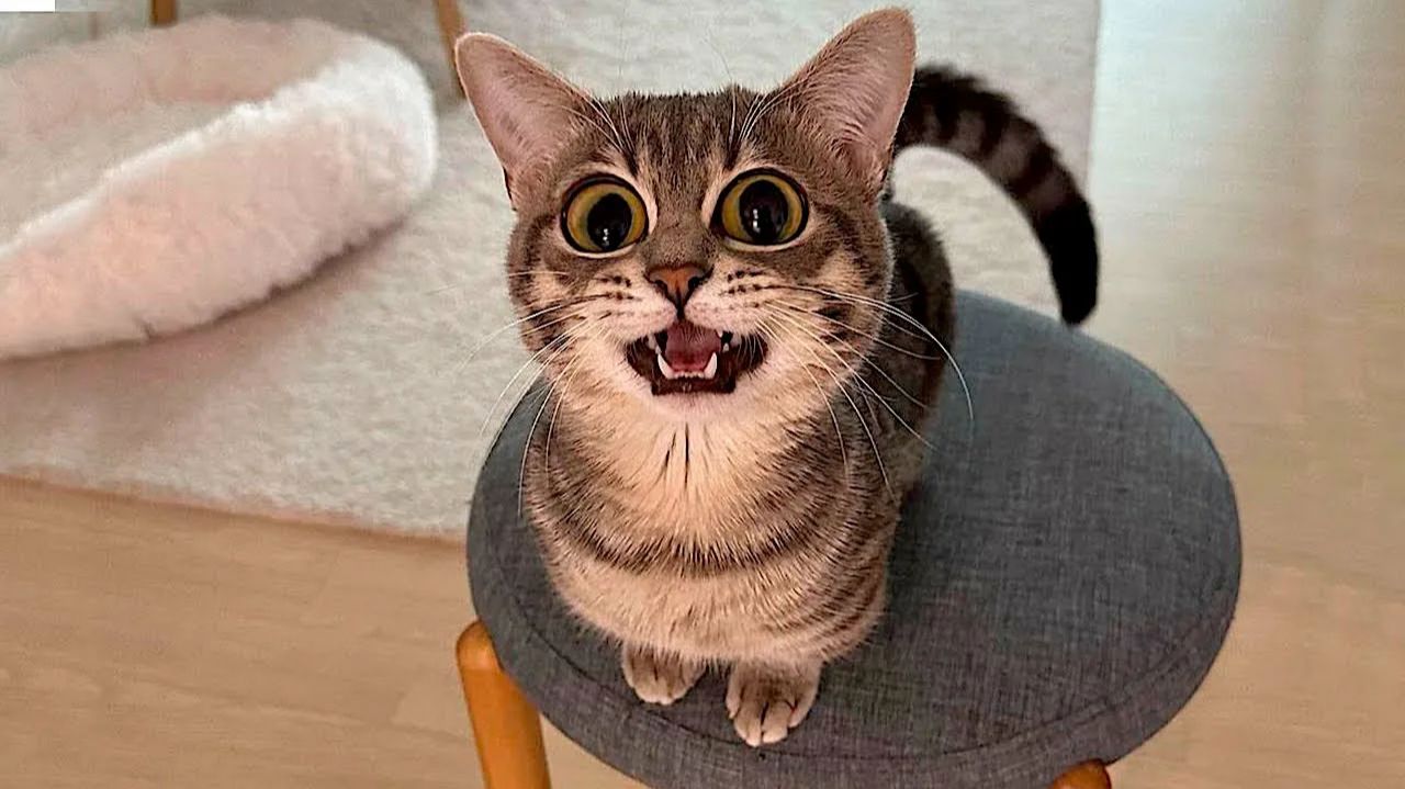 Смешные и забавные животные 😻😺 Лучшие приколы с животными 🐶 Подборка забавных животных смотреть онлайн