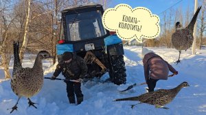 Маша напугала курочку фазанку и сама откопала и спасла трактор!