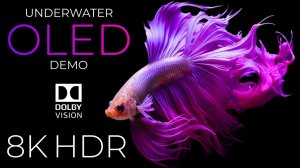 Подводная жизнь. OLED-демонстрация. HDR 8K Ultra HD Dolby Vision 60 кадров в секунду