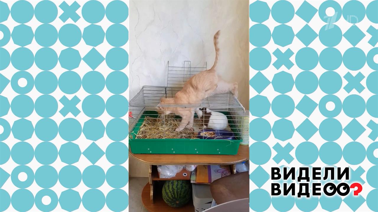 Незаконное вторжение. Видели видео? Фрагмент выпуска от 22.02.2026 смотреть онлайн