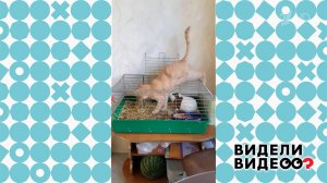 Незаконное вторжение. Видели видео? Фрагмент выпуска от 22.02.2026