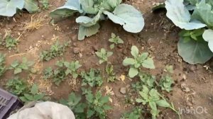 Умерла сестра