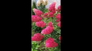 Цветущие гортензии в 2025 году.