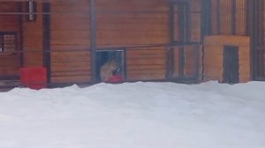 21022026г Киара [get.gt]