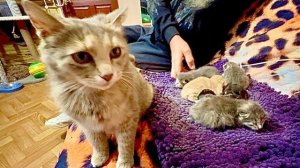 Вроде бы мы НАШЛИ ВЫХОД и пригласили кошку Мону Лизу покормить наших спасенных носушат!