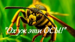 "Ох уж эти осы!"