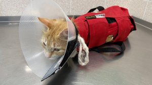 СУДЬБА ОДНОЙ РЫЖЕЙ КОШЕЧКИ.