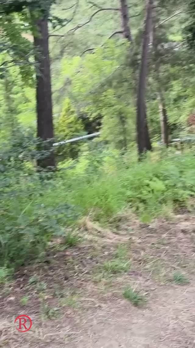 Прогулка в лесу под музыку цикад!