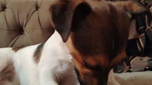 собака-убийца