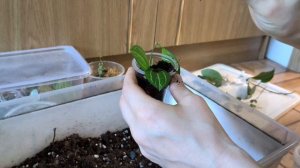 мои способы укоренения хой