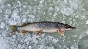 Может это замор? Ловля косынками в Глухозимье #8