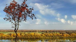 Тамара Синявская - Тонкая рябина