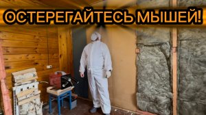 Мышиная опасность при разборе старых стен!