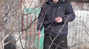 Обрезка сливы