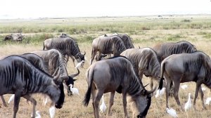 Вечные мигранты