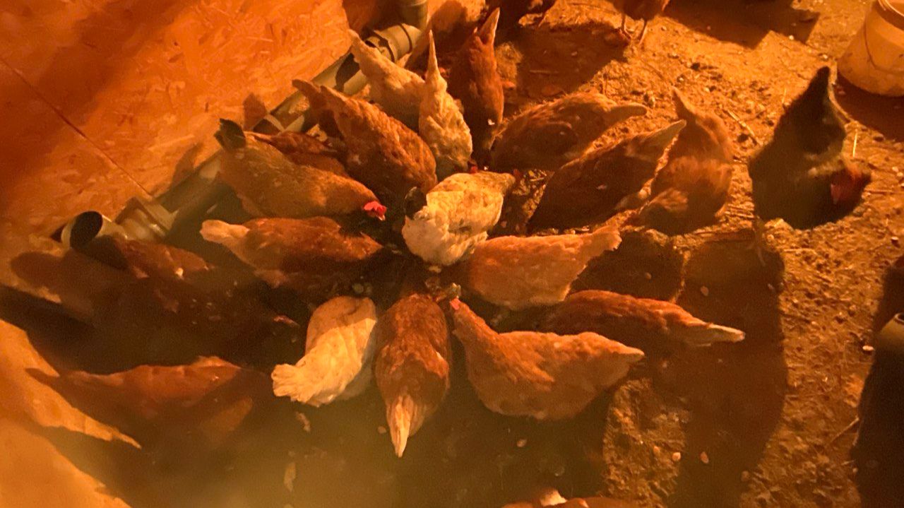 СЕЮ ПЕТУНИИ / АНОМАЛЬНЫЕ МОРОЗЫ ПРОДОЛЖАЮТСЯ / ПРОРАЩИВАЮ ТОМАТЫ / ВСЁ ПО ДОРОЖАЛО